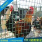 小场地围栏网果园防护网围墙农场隔网
